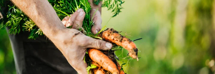 Person hält frische Karotten
